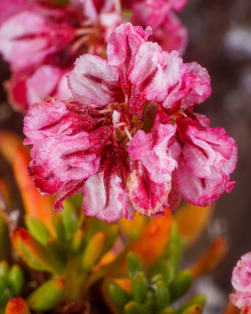Thorne's Buckwheat photo 2