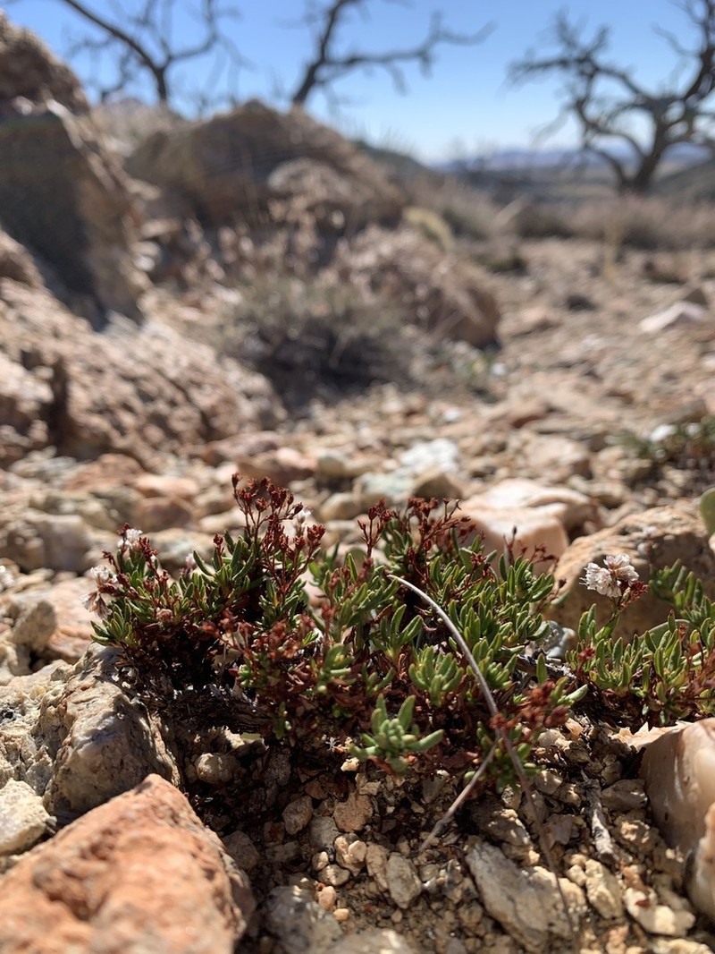 Thorne's Buckwheat photo 3