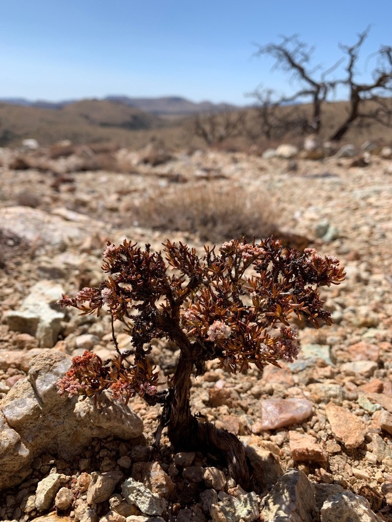 Thorne's Buckwheat photo 4