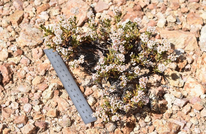 Thorne's Buckwheat photo 5