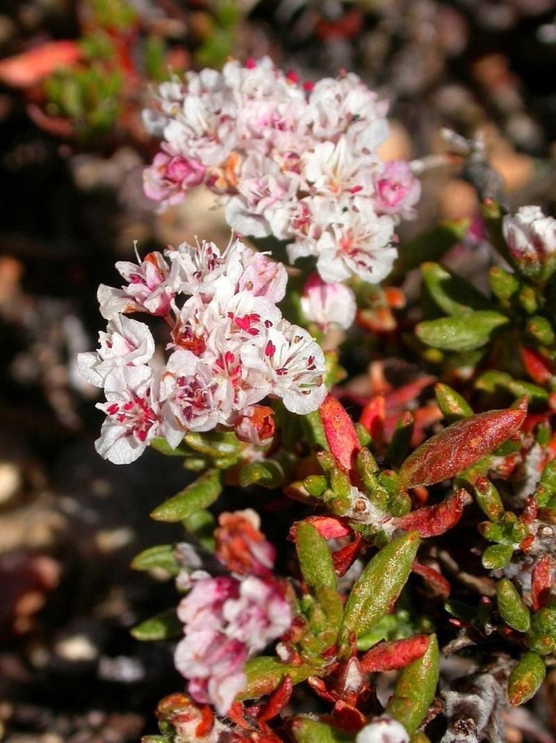 Thorne's Buckwheat photo 6