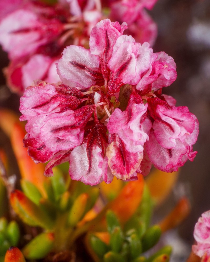 Thorne's Buckwheat photo 7