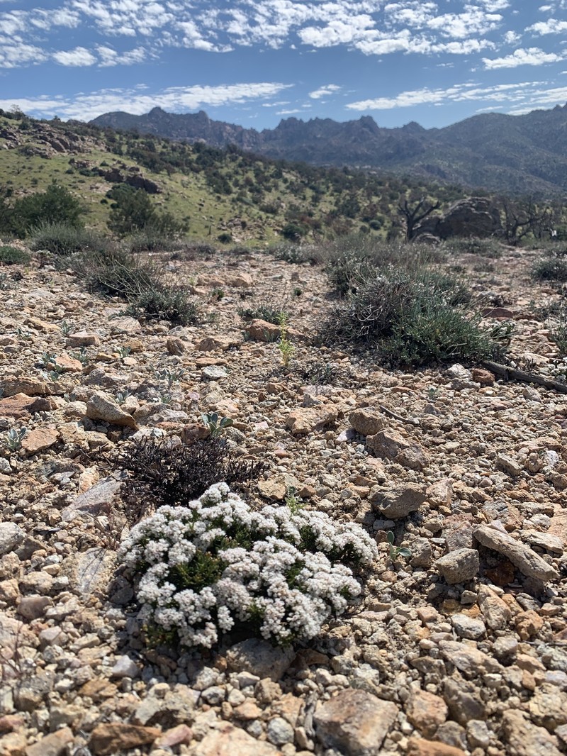 Thorne's Buckwheat photo 8