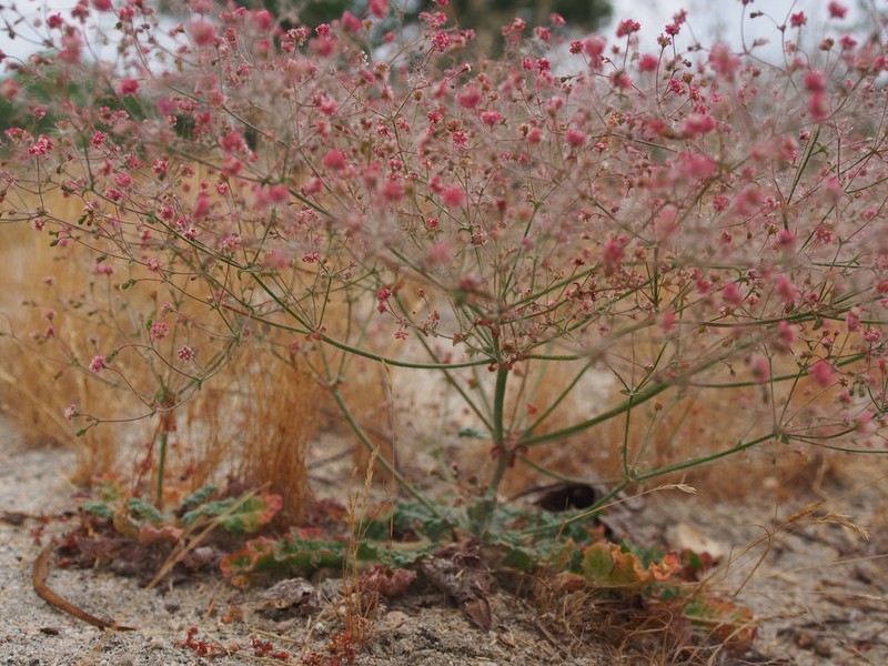 Thurber's Buckwheat