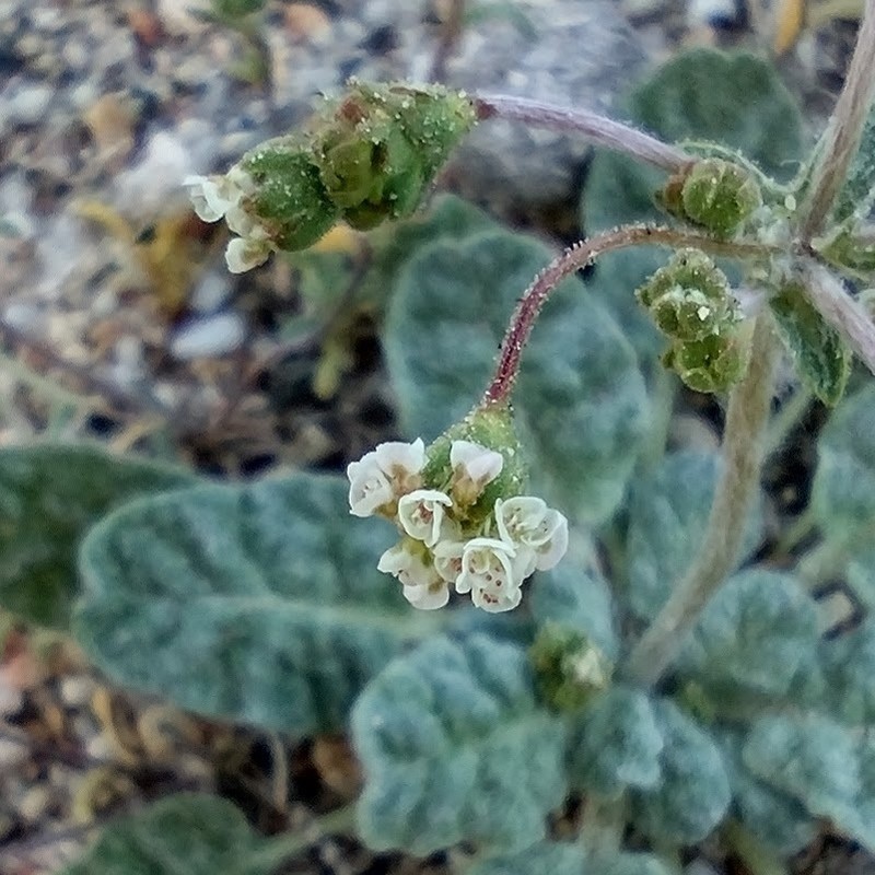 Thurber's Buckwheat photo 2
