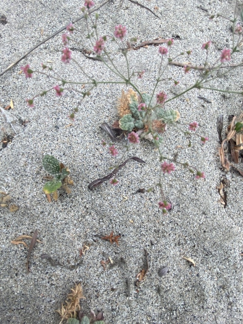 Thurber's Buckwheat photo 3