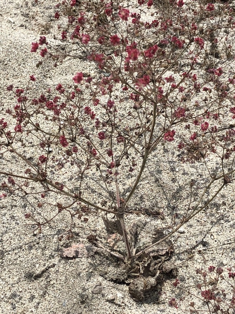 Thurber's Buckwheat photo 4
