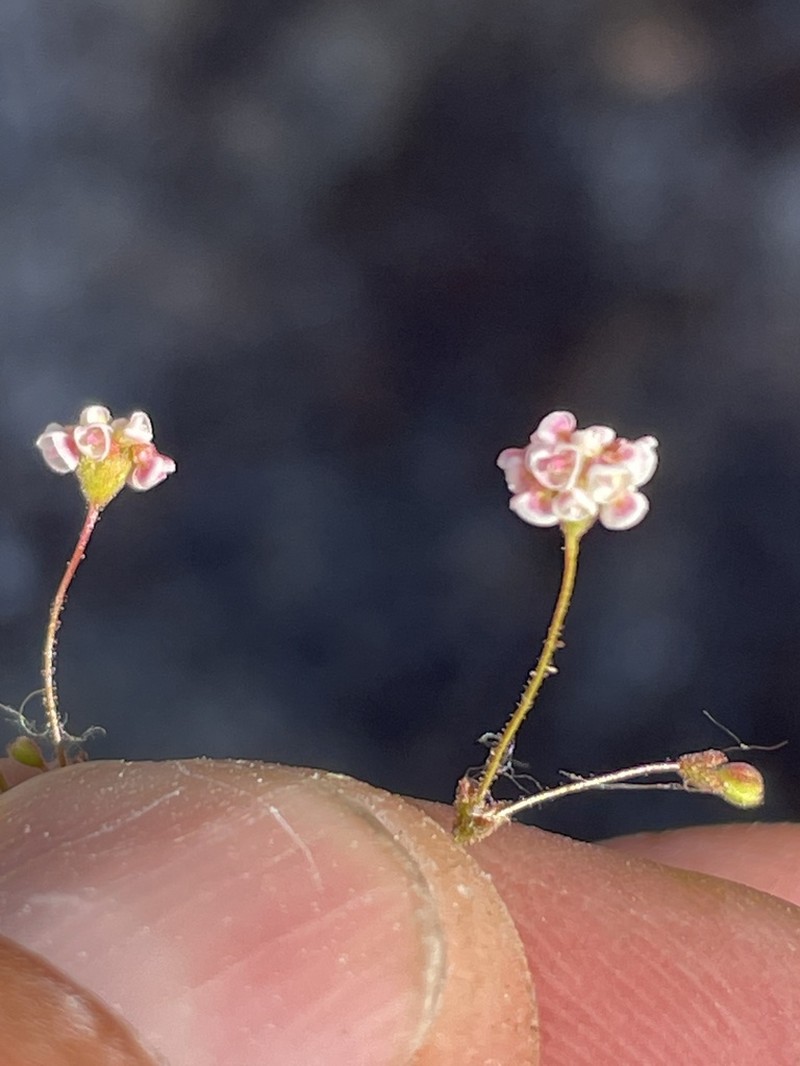Thurber's Buckwheat photo 5