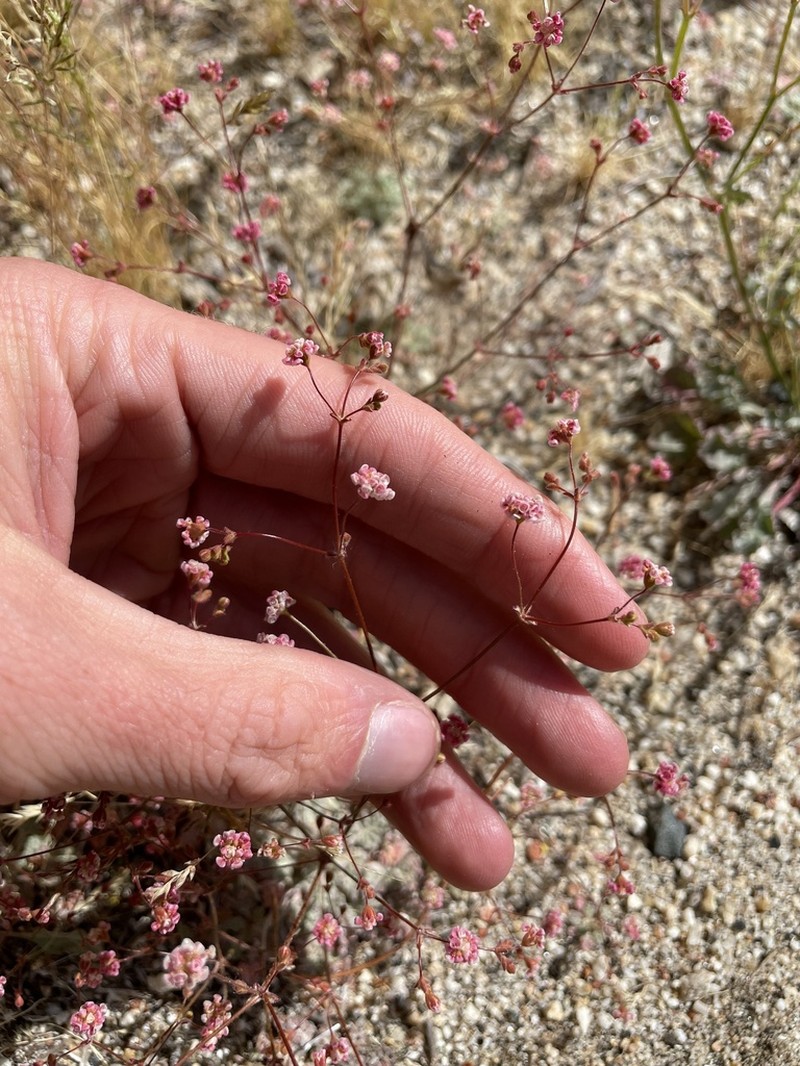 Thurber's Buckwheat photo 6