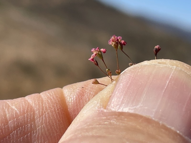 Thurber's Buckwheat photo 7