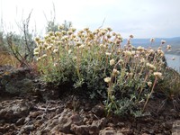 Thymeleaf Buckwheat