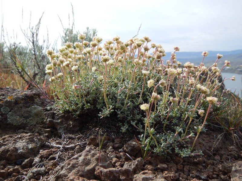 Thymeleaf Buckwheat