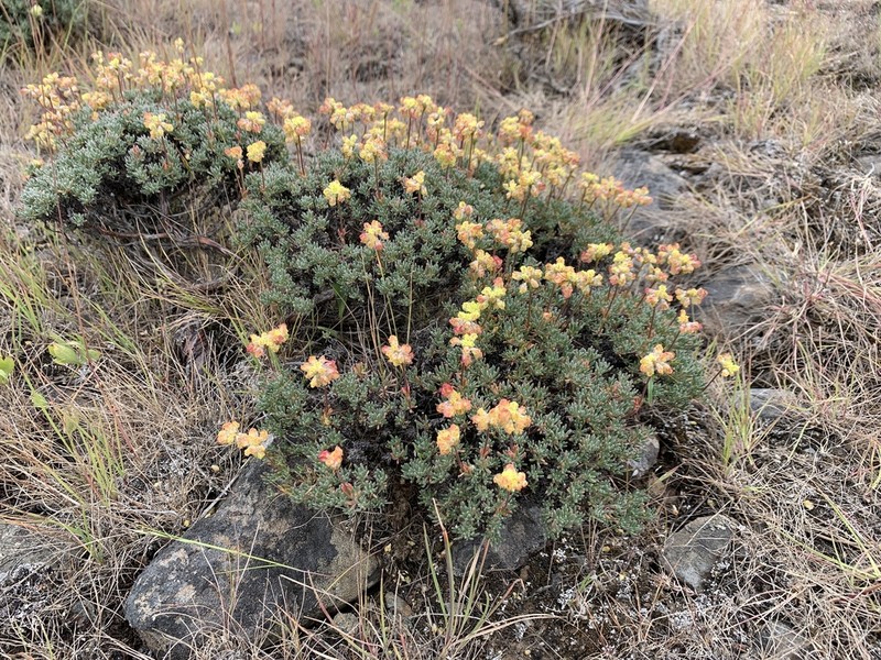 Thymeleaf Buckwheat photo 2