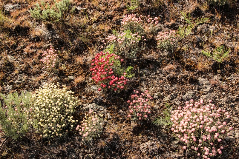 Thymeleaf Buckwheat photo 4