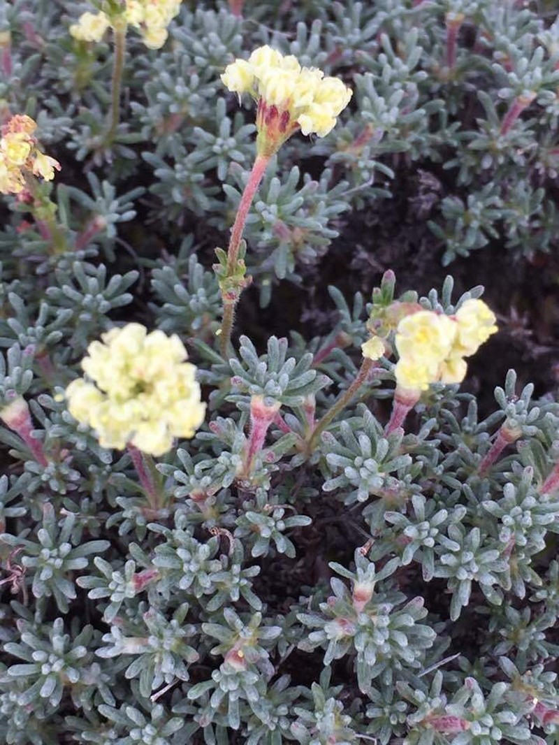Thymeleaf Buckwheat photo 5