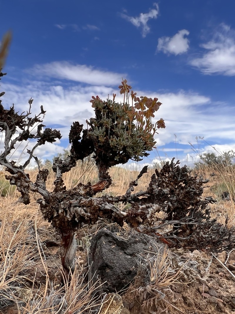 Thymeleaf Buckwheat photo 7