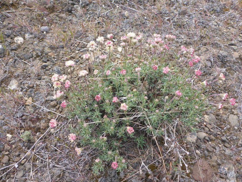 Thymeleaf Buckwheat photo 8