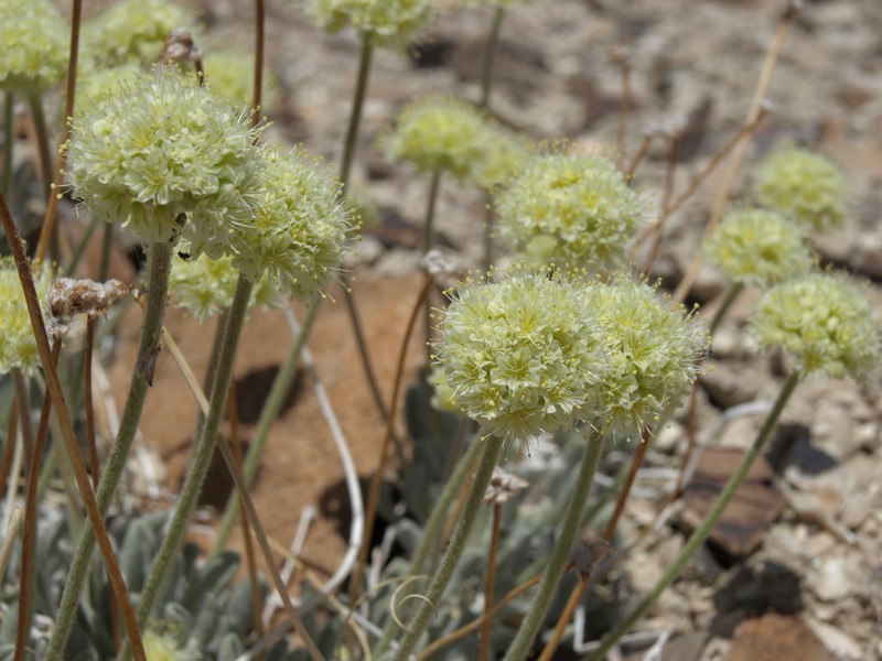 Tiehm's Buckwheat