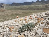 Tiehm's Buckwheat