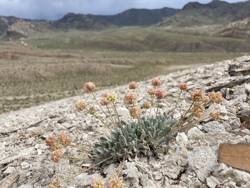Tiehm's Buckwheat