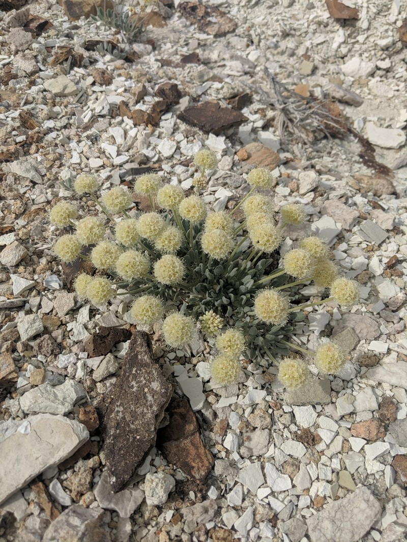 Tiehm's Buckwheat photo 2
