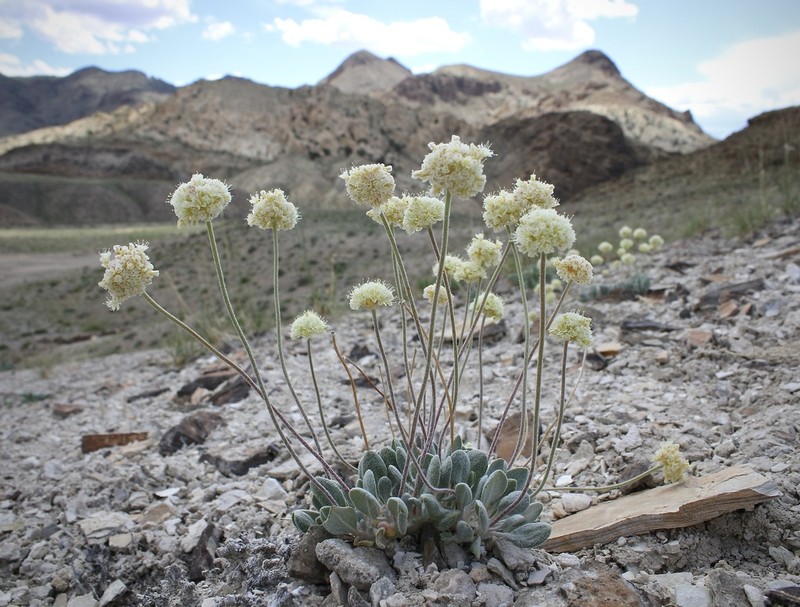 Tiehm's Buckwheat photo 3