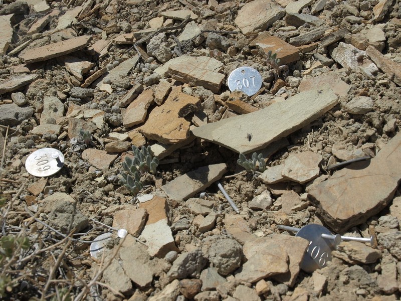 Tiehm's Buckwheat photo 4