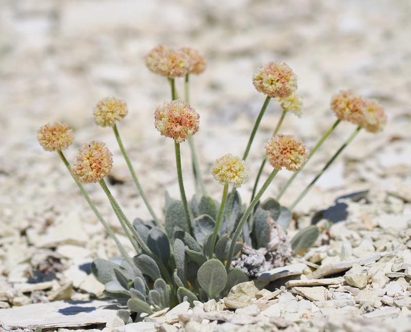 Tiehm's Buckwheat photo 5