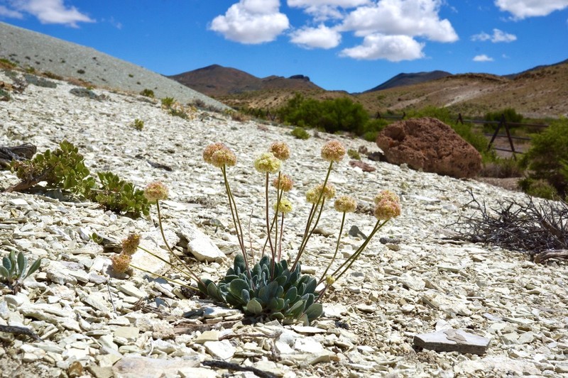 Tiehm's Buckwheat photo 6