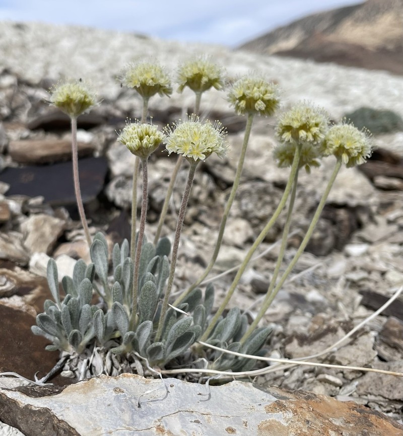 Tiehm's Buckwheat photo 7