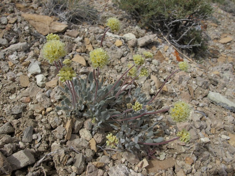 Tiehm's Buckwheat photo 8
