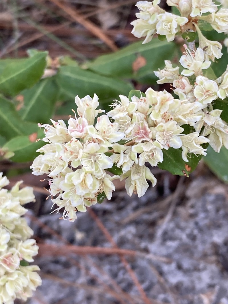 Dogtongue Buckwheat