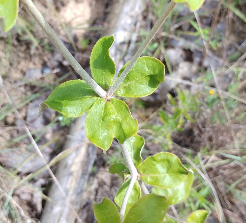Dogtongue Buckwheat