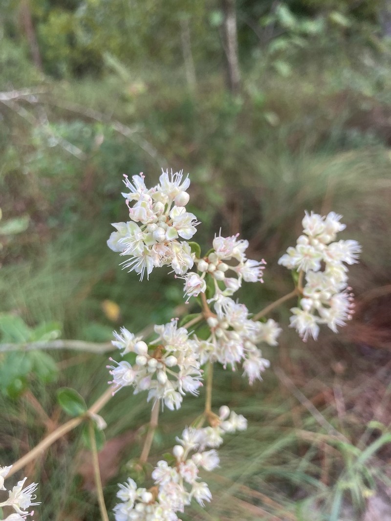 Dogtongue Buckwheat photo 2