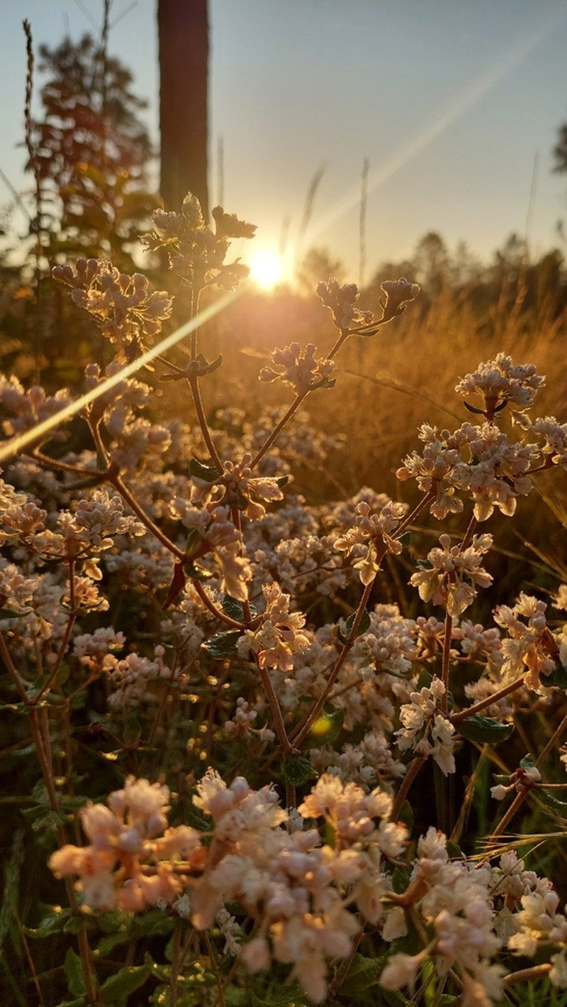 Dogtongue Buckwheat photo 3