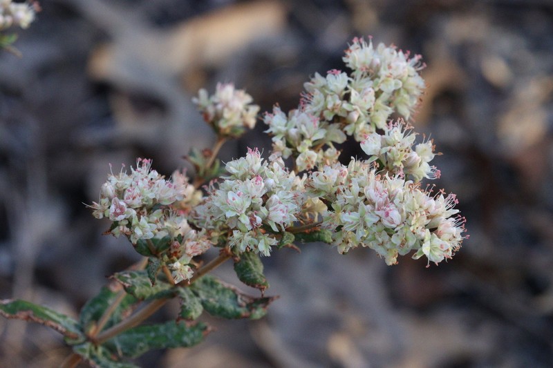 Dogtongue Buckwheat photo 4
