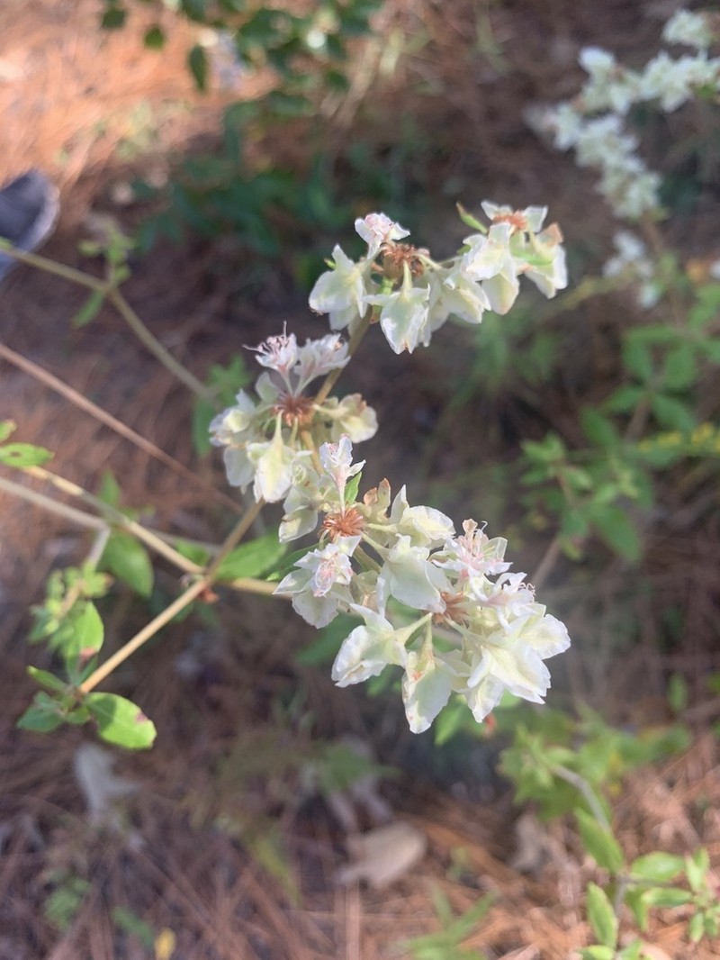 Dogtongue Buckwheat photo 5