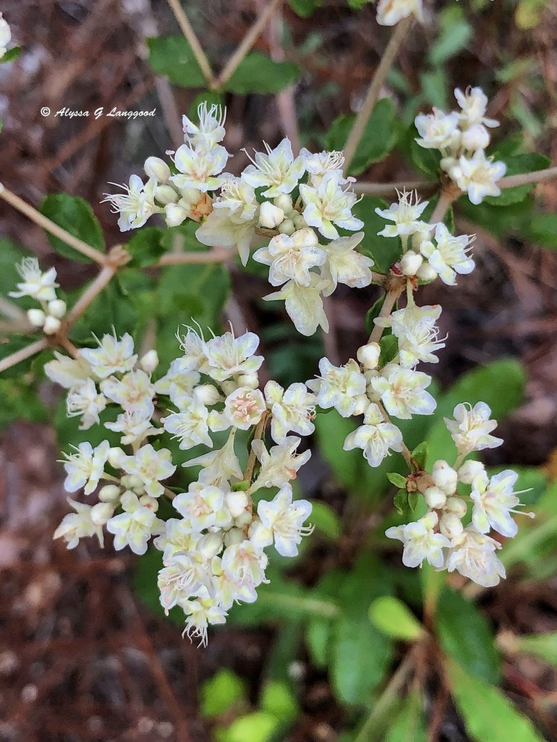 Dogtongue Buckwheat photo 7