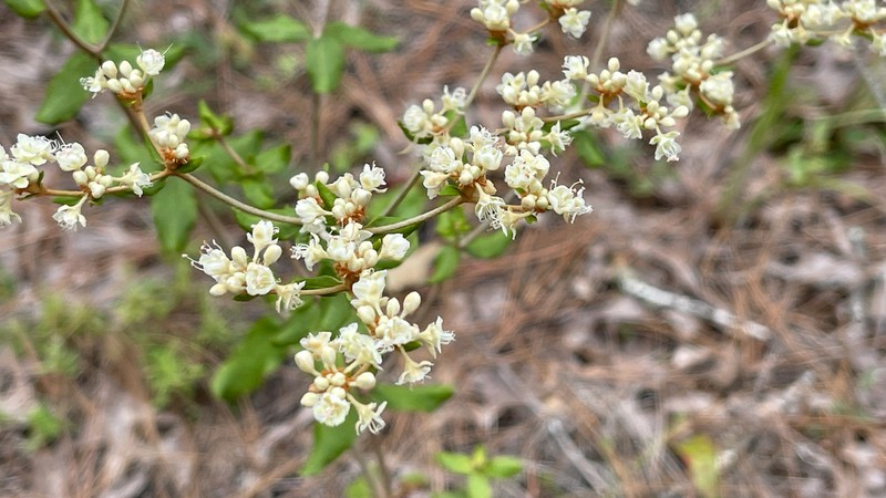 Dogtongue Buckwheat photo 8