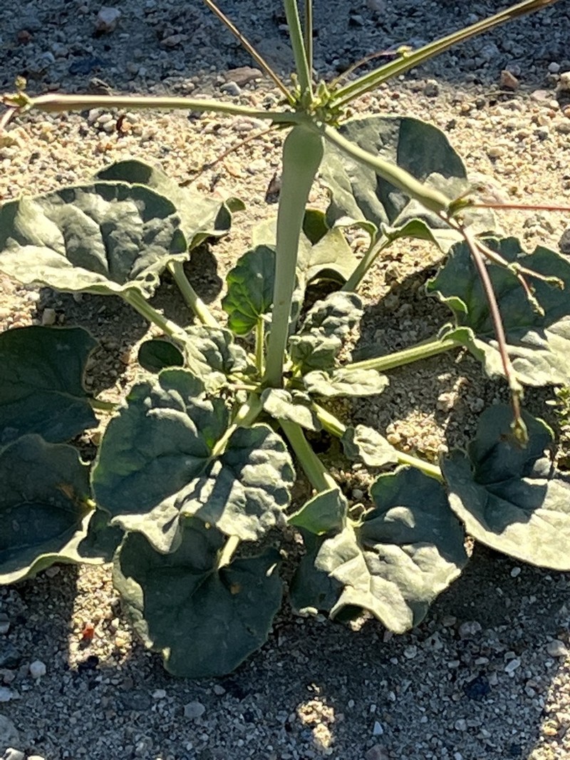 Little Deserttrumpet