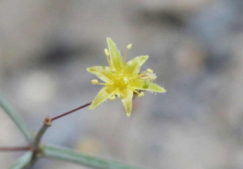 Little Deserttrumpet photo 3
