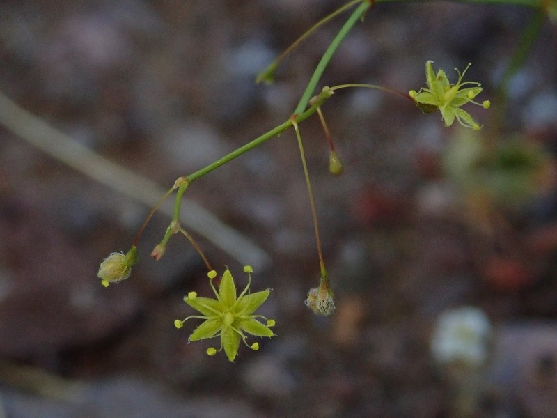 Little Deserttrumpet photo 4