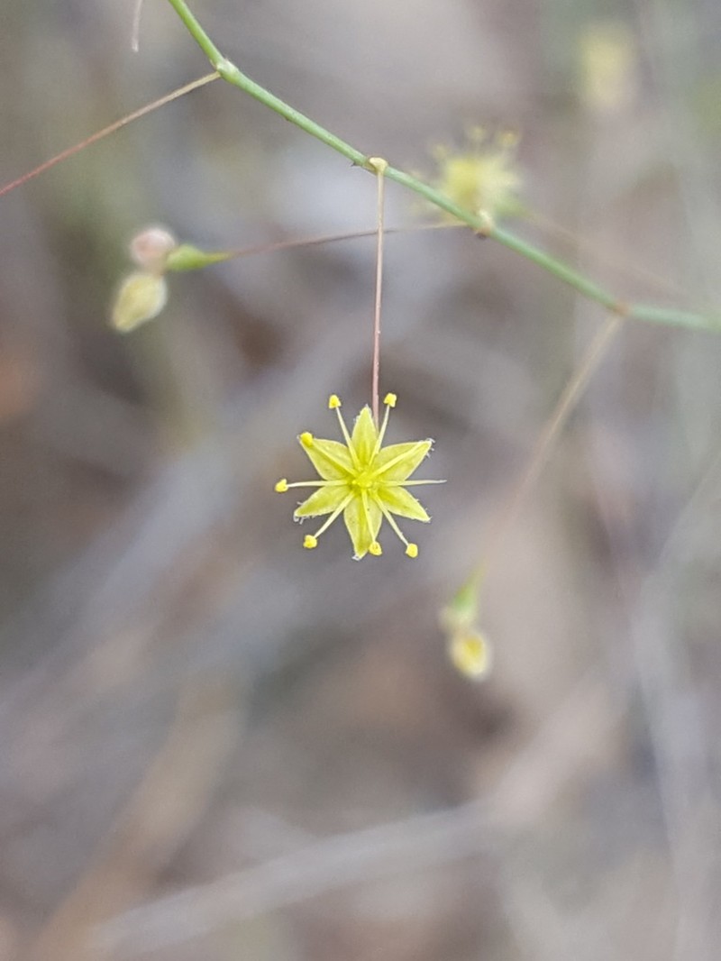 Little Deserttrumpet photo 6