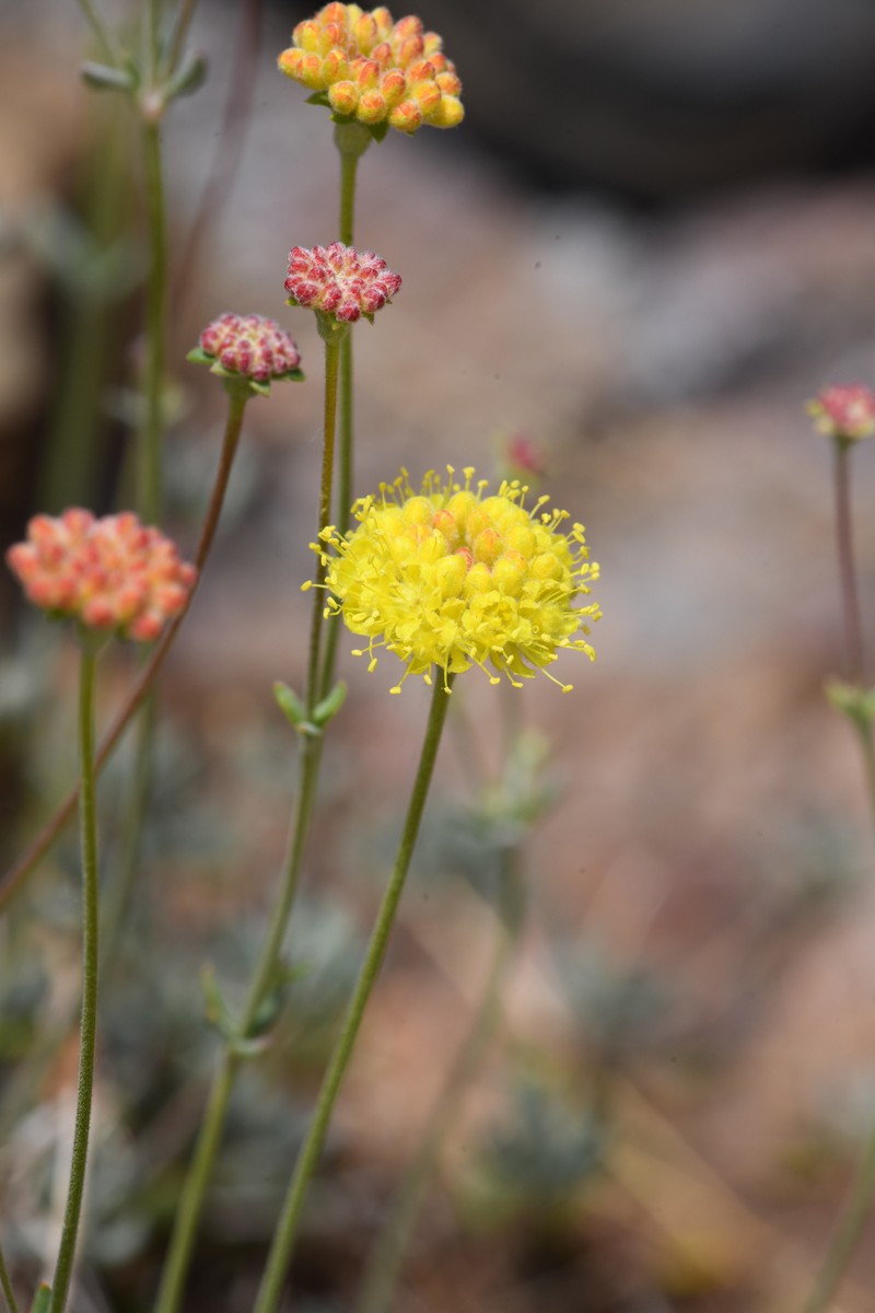 Tripod Buckwheat