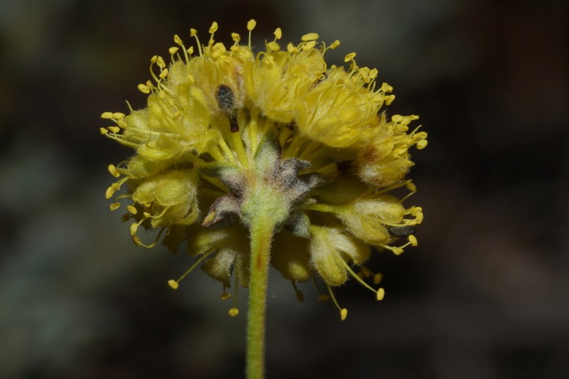 Tripod Buckwheat
