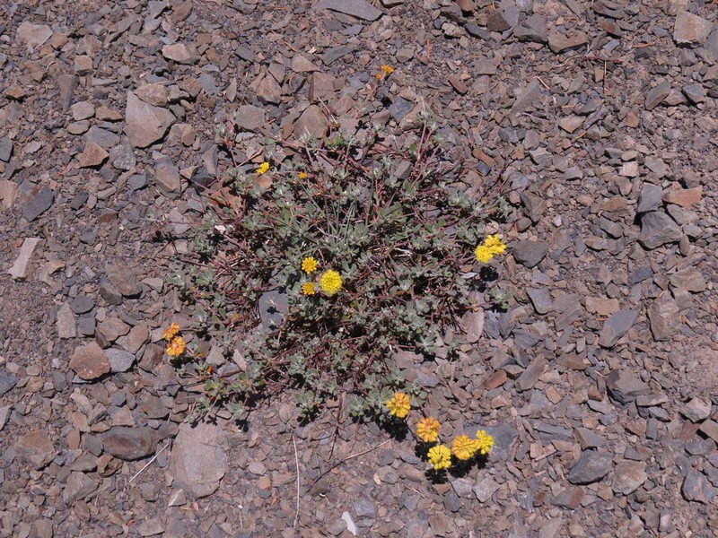 Tripod Buckwheat photo 3