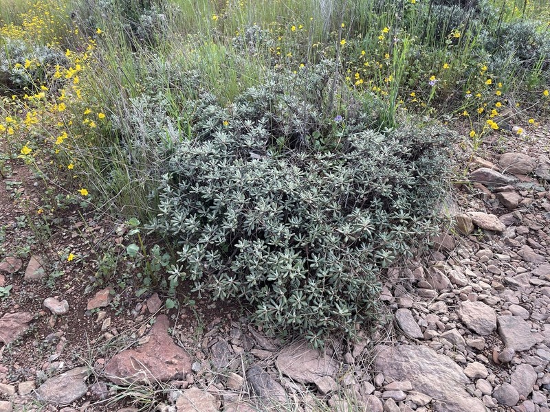 Tripod Buckwheat photo 4