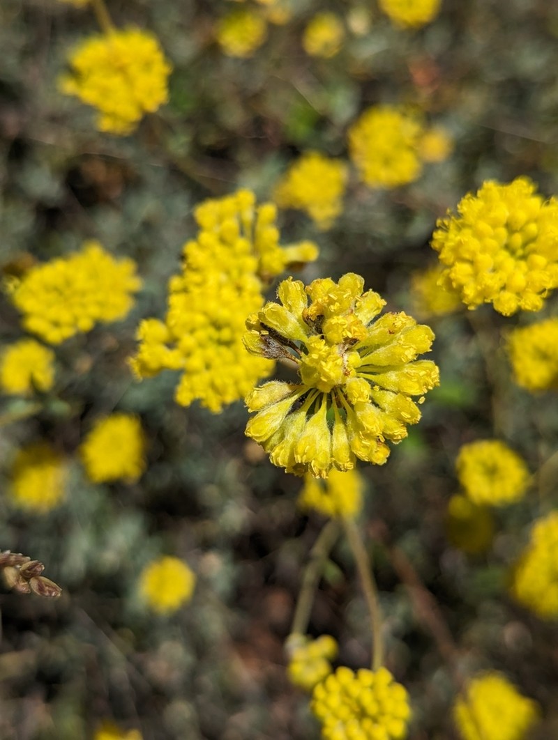 Tripod Buckwheat photo 5