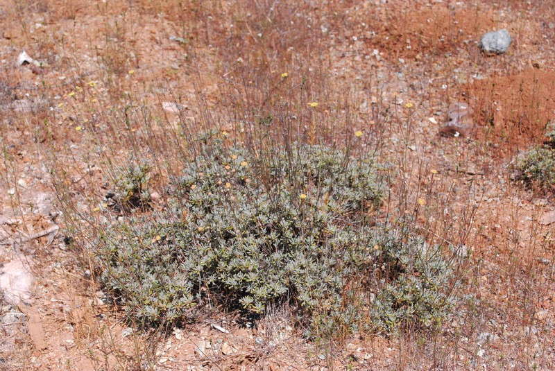 Tripod Buckwheat photo 6