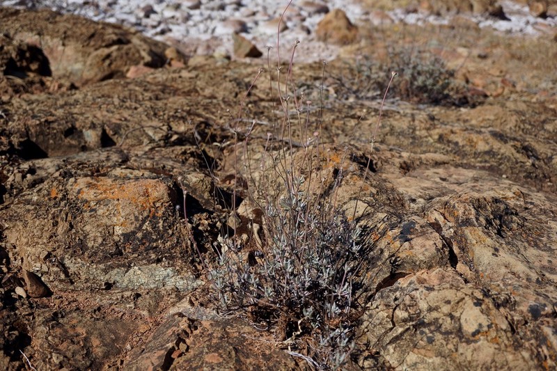 Tripod Buckwheat photo 7